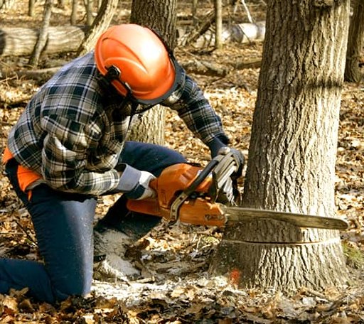 Tree Removal in Carrollton, MS